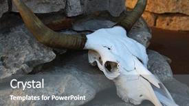  Presentation with animal nutrition - Presentation design with strong skeleton - large animal skull background and a gray colored foreground