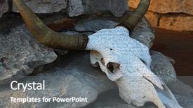  Presentation with animal cruelty - Audience pleasing presentation design consisting of strong skeleton - large animal skull backdrop and a gray colored foreground
