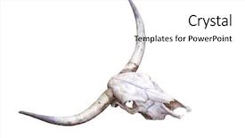  Presentation with skull - Amazing theme having strong skeleton - skull of bull isolated backdrop and a white colored foreground