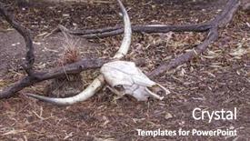  Presentation with skull - PPT layouts consisting of strong skeleton - skull of bull background and a gray colored foreground