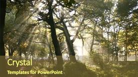  Presentation with misty - Slides consisting of mystical colorful leaves fog - strong sun rays through branches background and a tawny brown colored foreground