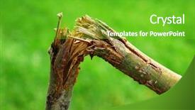  Presentation with destruction - Colorful slide deck enhanced with struck - detail of broken branch backdrop and a shamrock green colored foreground