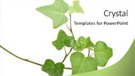  Presentation with white green - Beautiful PPT layouts featuring structure decorative plaster - green ivy isolated backdrop and a white colored foreground