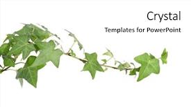  Presentation with ivy - PPT layouts having structure decorative plaster - green ivy isolated background and a white colored foreground