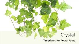  Presentation with white green - PPT theme enhanced with structure decorative plaster - green ivy isolated background and a soft green colored foreground