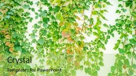  Presentation with white green - Colorful PPT layouts enhanced with structure decorative plaster - green ivy isolated backdrop and a yellow colored foreground