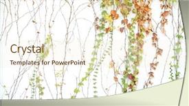  Presentation with green ivy plant hedera helix - Amazing presentation theme having structure decorative plaster - green ivy isolated backdrop and a cream colored foreground