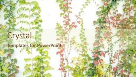  Presentation with green ivy plant hedera helix - Presentation consisting of structure decorative plaster - green ivy isolated background and a soft green colored foreground