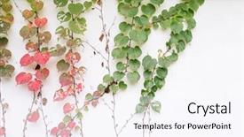  Presentation with white and green - PPT theme featuring structure decorative plaster - green ivy isolated background and a sky blue colored foreground