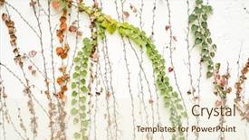  Presentation with white green - Slide deck enhanced with structure decorative plaster - green ivy isolated background and a cream colored foreground