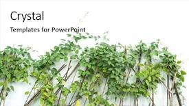  Presentation with white green - Audience pleasing PPT theme consisting of structure decorative plaster - green ivy isolated backdrop and a white colored foreground