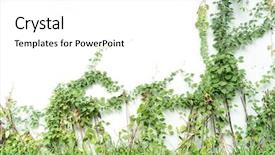  Presentation with white green - Cool new slide deck with structure decorative plaster - green ivy isolated backdrop and a white colored foreground