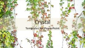  Presentation with white green - Colorful PPT theme enhanced with structure decorative plaster - green ivy isolated backdrop and a soft green colored foreground