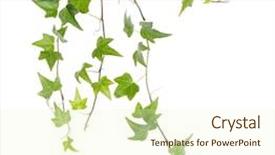  Presentation with ivy - PPT layouts featuring structure decorative plaster - green ivy isolated background and a cream colored foreground