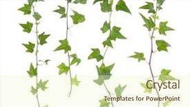  Presentation with ivy - Beautiful PPT layouts featuring structure decorative plaster - green ivy isolated backdrop and a cream colored foreground