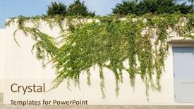  Presentation with ivy - Beautiful PPT theme featuring structure decorative plaster - green ivy isolated backdrop and a lemonade colored foreground