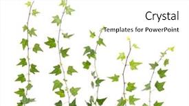  Presentation with ivy - Presentation theme featuring structure decorative plaster - ivy isolated on a white background and a  colored foreground