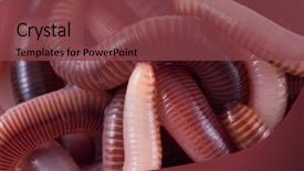  Presentation with structure - PPT theme enhanced with structure earthworms background and a tawny brown colored foreground