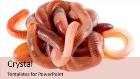 Presentation with structure - Beautiful slides featuring structure earthworms backdrop and a coral colored foreground