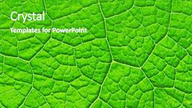  Presentation with leave - Presentation theme having structure of green leave natural background and a shamrock green colored foreground