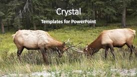  Presentation with struggle - Audience pleasing presentation consisting of struggle on a wood marge backdrop and a tawny brown colored foreground