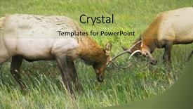  Presentation with struggle - Presentation theme featuring struggle on a wood marge background and a yellow colored foreground