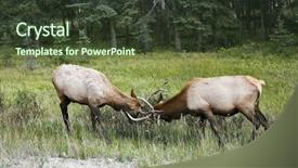  Presentation with struggle - Slides enhanced with struggle on a wood marge background and a tawny brown colored foreground