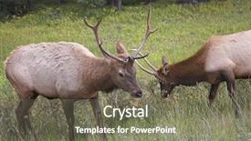  Presentation with struggle - PPT theme featuring struggle on a wood marge background and a gray colored foreground