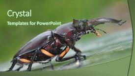  Presentation with red beet root - Audience pleasing presentation theme consisting of struggling tree - stag beetle lucanus elaphus rare backdrop and a tawny brown colored foreground