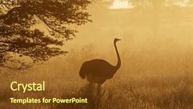  Presentation with early bird - Slides consisting of struthio camelus in dust early background and a tawny brown colored foreground