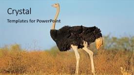  Presentation with chicks - Presentation enhanced with struthio camelus with chicks kalahari background and a light blue colored foreground