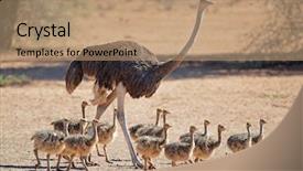  Presentation with chicks - PPT theme with struthio camelus with chicks kalahari background and a coral colored foreground