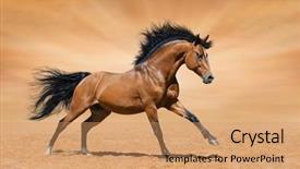  Presentation with horse - Slide set featuring stud - galloping bay horse on gold background and a coral colored foreground