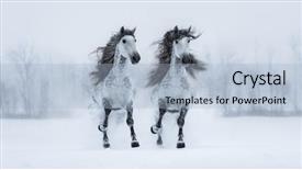  Presentation with grey - Presentation theme having stud - two runnig grey long-maned purebred background and a light blue colored foreground