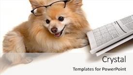  Presentation with newspaper - Theme enhanced with studentread newspaper - dog does sudoku background and a white colored foreground
