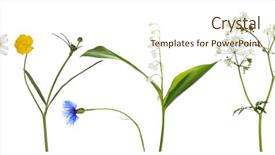  Presentation with wild flower - Slide deck with studio isolated small wild flower background and a cream colored foreground