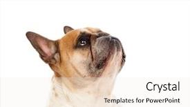  Presentation with tv studio - Cool new theme with studio of a cute bull backdrop and a white colored foreground