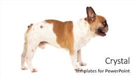  Presentation with studio - Theme featuring studio of a cute bull background and a white colored foreground