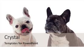  Presentation with studio - Presentation design having studio of cute bulldog background and a mint green colored foreground