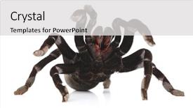  Presentation with music sympfonic studio - Presentation theme with studio photo of a tarantula background and a light gray colored foreground