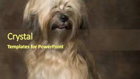  Presentation with studio - Audience pleasing presentation consisting of studio-photo-of-tibetan-terrier backdrop and a tawny brown colored foreground