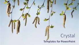  Presentation with photograph - Cool new theme with studio-photograph-of-flowers-catkins backdrop and a sky blue colored foreground