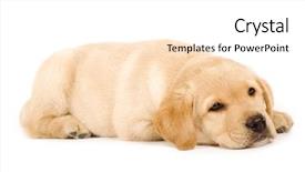  Presentation with studio - Slides having studio-portrait-of-a-beautiful background and a white colored foreground