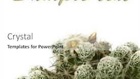  Presentation with cactus - PPT theme consisting of studio-shot-cactus-isolated background and a white colored foreground