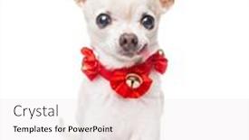  Presentation with studio - PPT theme enhanced with studio-shot-of-a-chihuahua background and a sky blue colored foreground