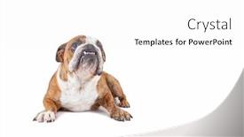  Presentation with olde english - Amazing theme having studio shot of a cute olde english bulldog isolated on a white background backdrop and a white colored foreground