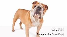  Presentation with olde english - PPT layouts consisting of studio shot of a cute olde english bulldog isolated on a white background background and a white colored foreground