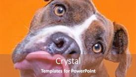  Presentation with dog shelter - Theme featuring studio-shot-of-a-cute background and a red colored foreground