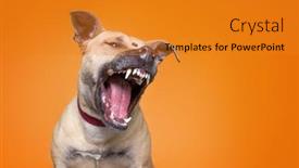  Presentation with studio - PPT theme consisting of studio-shot-of-a-cute background and a gold colored foreground