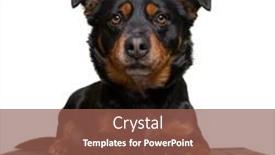  Presentation with studio - PPT theme having studio-shot-of-a-cute background and a tawny brown colored foreground